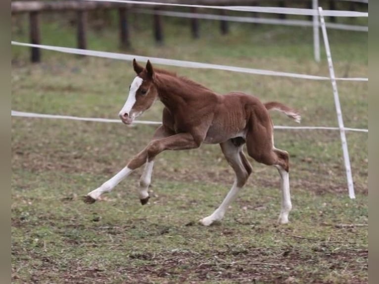 Quarter horse américain Étalon  158 cm Alezan brûlé in Greifenstein