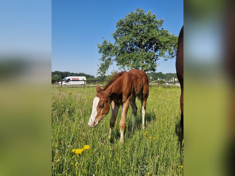Quarter horse américain Étalon  158 cm Alezan brûlé in Greifenstein