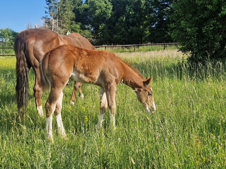Quarter horse américain Étalon  158 cm Alezan brûlé in Greifenstein