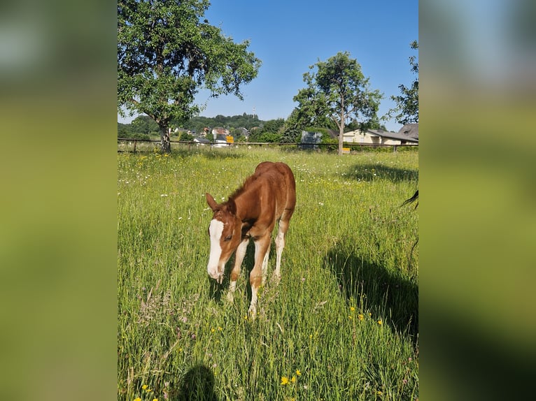 Quarter horse américain Étalon  158 cm Alezan brûlé in Greifenstein