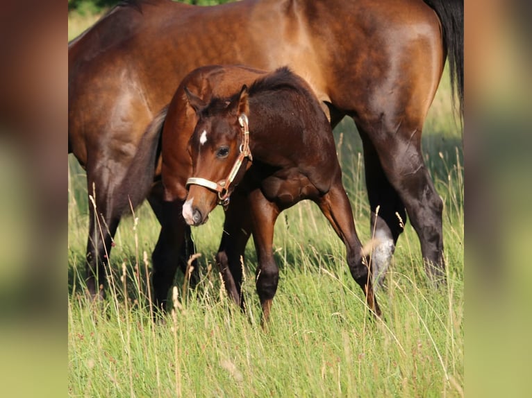 Quarter horse américain Étalon Poulain (03/2026) 158 cm Bai in Rosenfeld