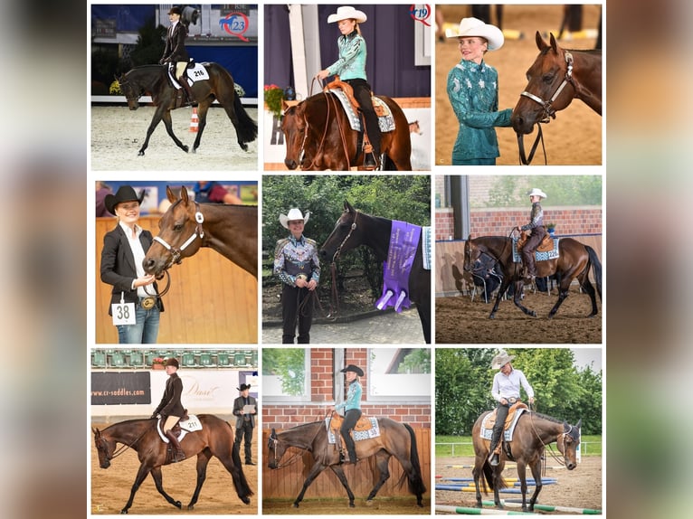 Quarter horse américain Étalon Poulain (03/2026) 158 cm Bai in Rosenfeld