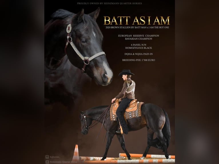 Quarter horse américain Étalon Poulain (03/2026) 158 cm Bai in Rosenfeld