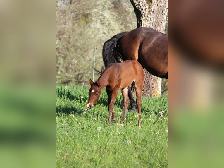 Quarter horse américain Étalon Poulain (03/2026) 158 cm Bai in Rosenfeld