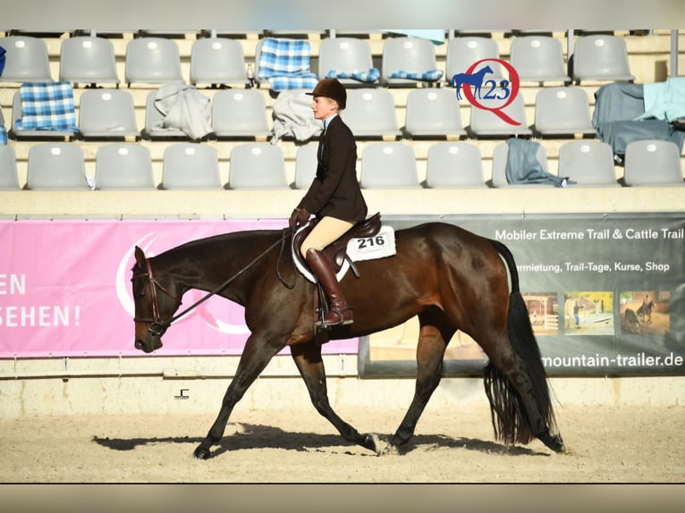 Quarter horse américain Étalon Poulain (03/2026) 158 cm Bai in Rosenfeld