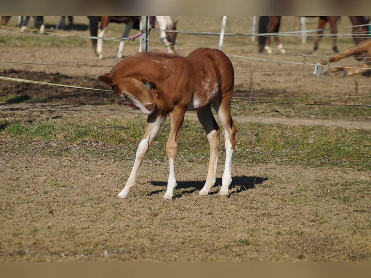 Quarter horse américain Étalon Poulain (01/2025) 160 cm Alezan in Langenau
