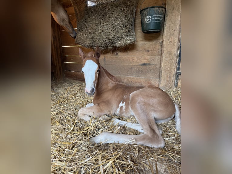 Quarter horse américain Croisé Étalon Poulain (04/2025) Alezan cuivré in Spodnji ivanjci