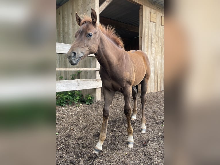 Quarter horse américain Étalon Poulain (04/2026) Alezan in Althengstett