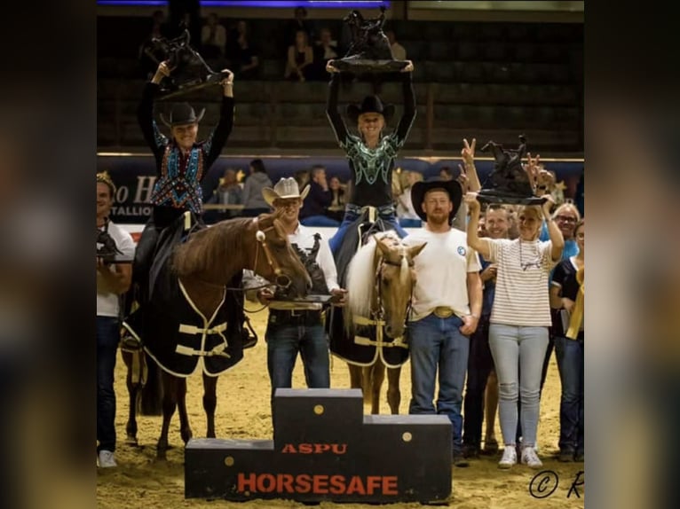 Quarter horse américain Étalon Poulain (06/2025) Alezan in Nieuwrode