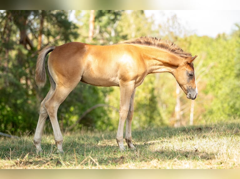 Quarter horse américain Étalon Poulain (01/2026) Aubère in Heiligenbrunn