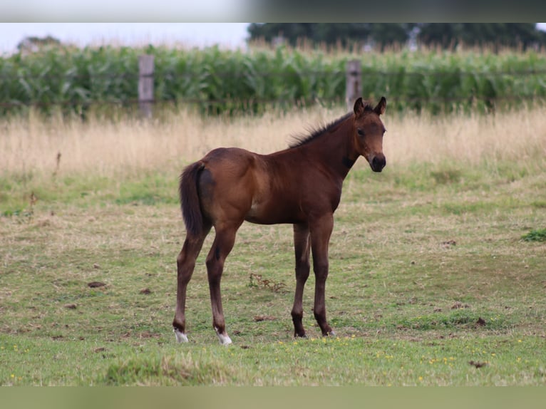 Quarter horse américain Étalon Poulain (05/2026) Bai brun in Rheine