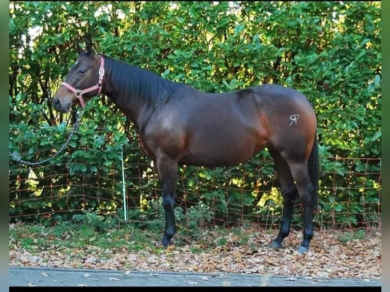 Quarter horse américain Étalon Poulain (03/2024) Bai brun in Oisnitz