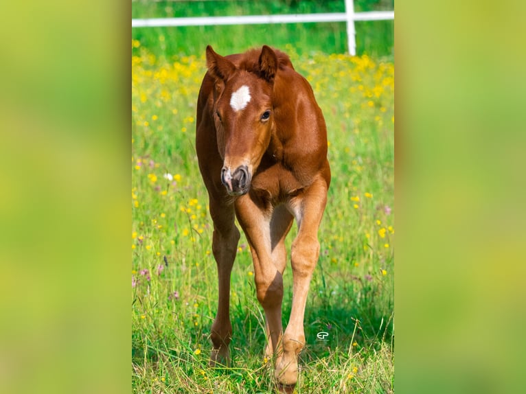 Quarter horse américain Étalon  Bai brun in Deutschnofen