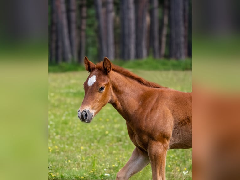 Quarter horse américain Étalon  Bai brun in Deutschnofen