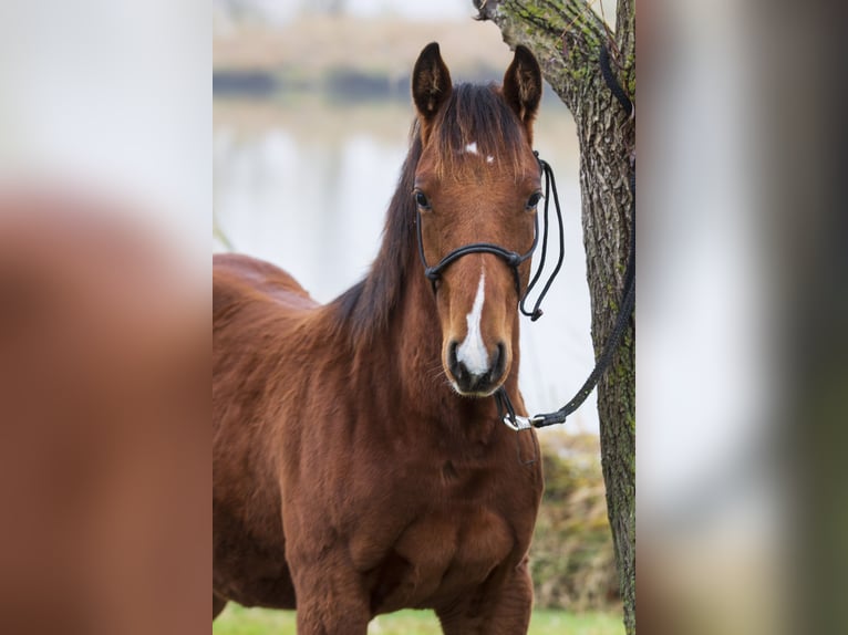 Quarter horse américain Étalon Poulain (02/2025) Bai cerise in Tabdi