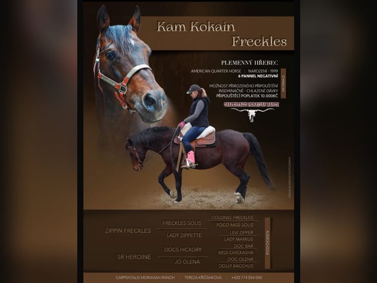 Quarter horse américain Étalon Poulain (04/2025) Bai cerise in Zabrze
