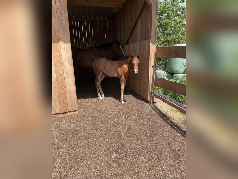 Quarter horse américain Étalon Poulain (04/2026) Bai in Althengstett