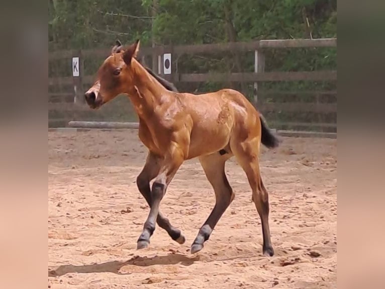 Quarter horse américain Étalon Poulain (04/2026) Bai in Gerabronn