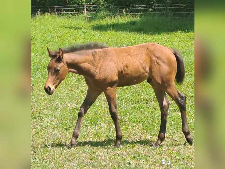 Quarter horse américain Étalon Poulain (04/2026) Bai in Gerabronn