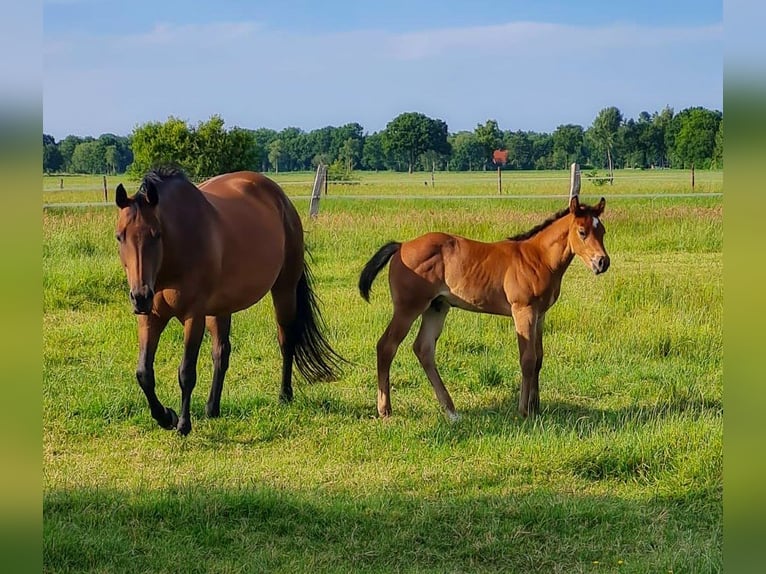 Quarter horse américain Étalon Poulain (05/2025) Bai in Friedeburg