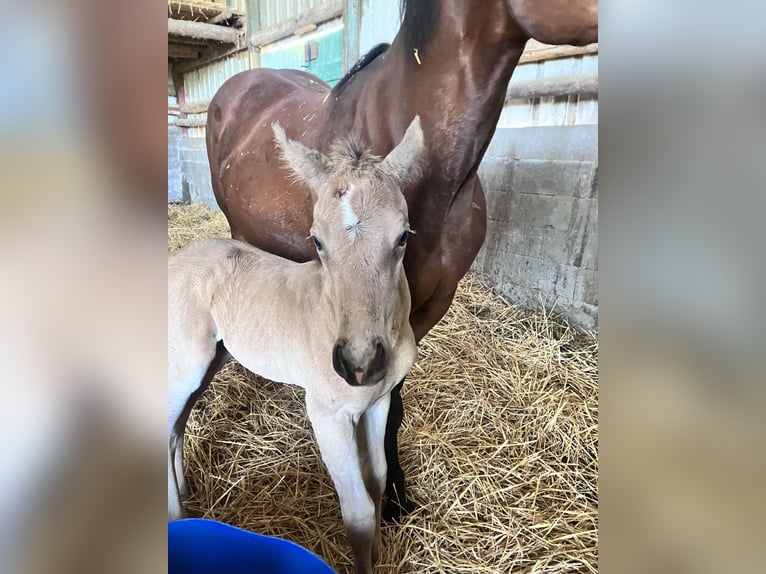 Quarter horse américain Étalon Poulain (05/2026) Buckskin in Petit-Réderching