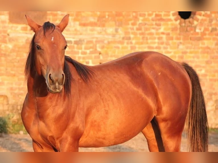 Quarter horse américain Étalon Poulain (05/2026) Buckskin in Petit-Réderching