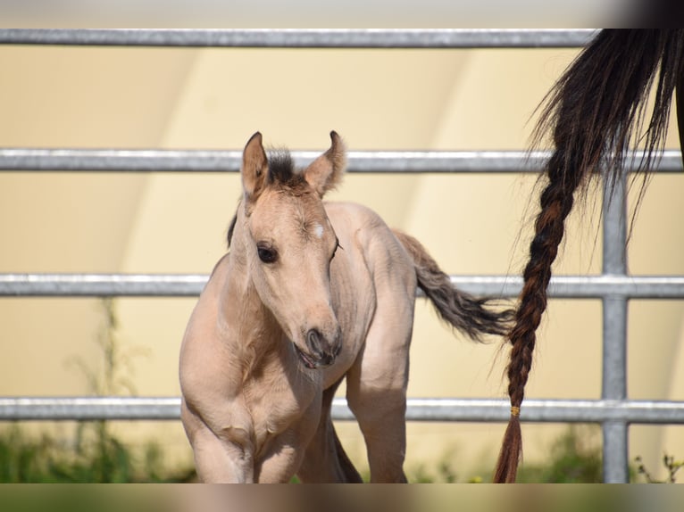 Quarter horse américain Étalon Poulain (04/2026) Buckskin in villeneuve du latou