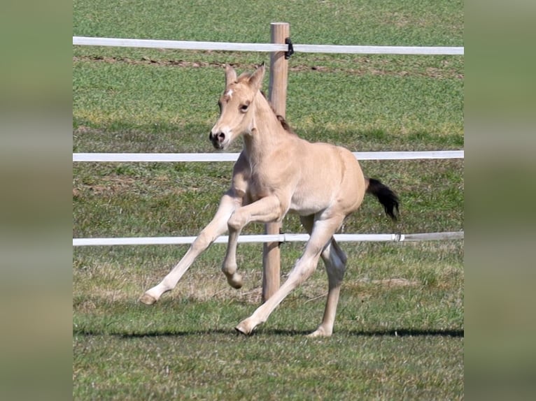 Quarter horse américain Étalon Poulain (03/2026) Buckskin in Schlammersdorf-Moos