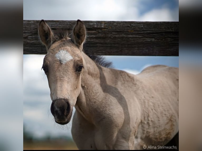 Quarter horse américain Étalon Poulain (04/2026) Buckskin in Stemwede
