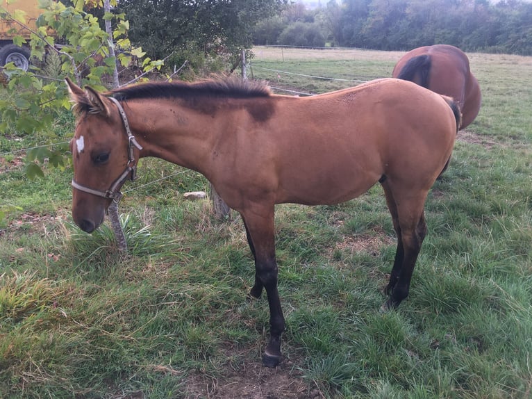 Quarter horse américain Étalon Poulain (04/2024) Gris (bai-dun) in Petit-Réderching