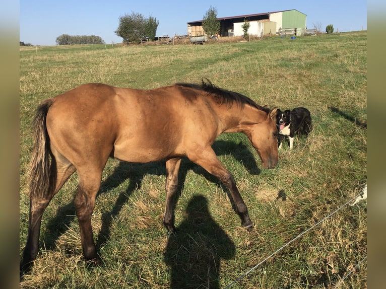 Quarter horse américain Étalon Poulain (04/2024) Gris (bai-dun) in Petit-Réderching