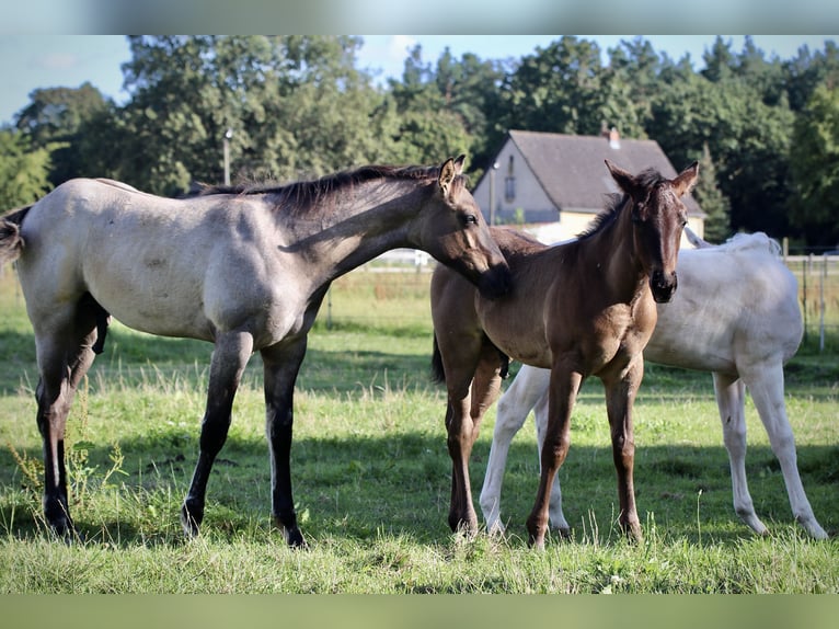 Quarter horse américain Étalon Poulain (04/2024) Grullo in Falkensee