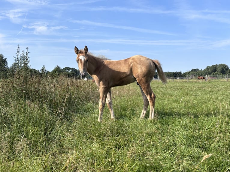 Quarter horse américain Étalon Poulain (06/2026) Palomino in Hagen im BremischenHagen im Bremischen