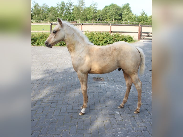 Quarter horse américain Étalon Poulain (03/2024) Palomino in Vorstenbosch