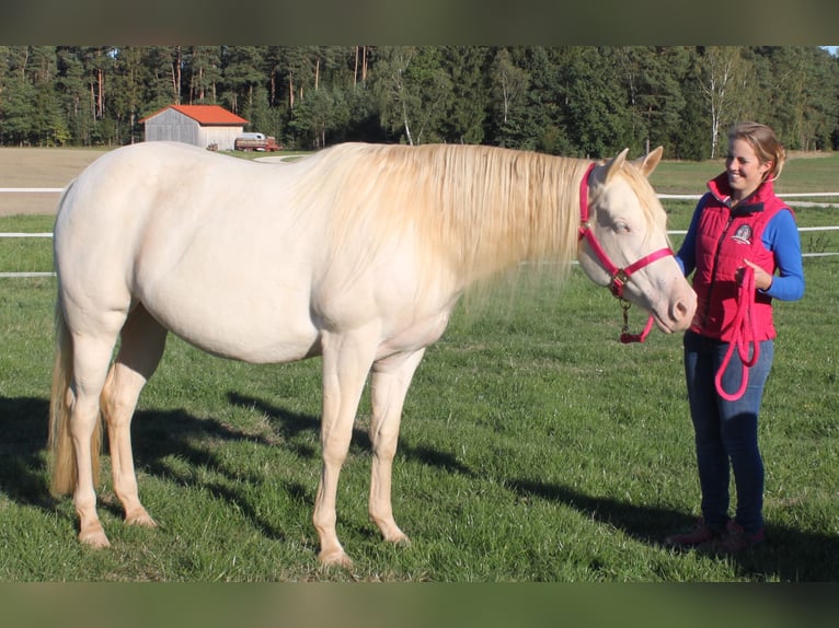 Quarter horse américain Étalon Poulain (01/2024) Palomino in Schlammersdorf-Moos