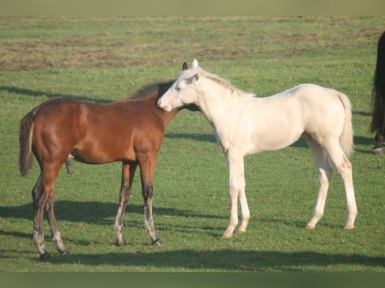 Quarter horse américain Étalon Poulain (01/2025) Perle in Haigerloch Quarter horse américain Étalon Poulain (01/2025) Perle in Haigerloch