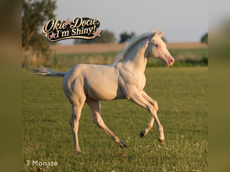 Quarter horse américain Étalon Poulain (04/2026) Perlino in Kösching