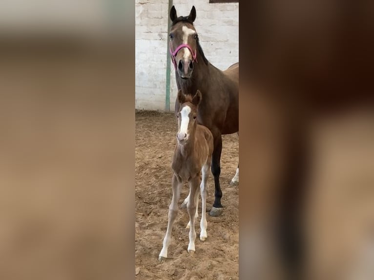 Quarter horse américain Étalon Poulain (02/2026)  in Pöttsching