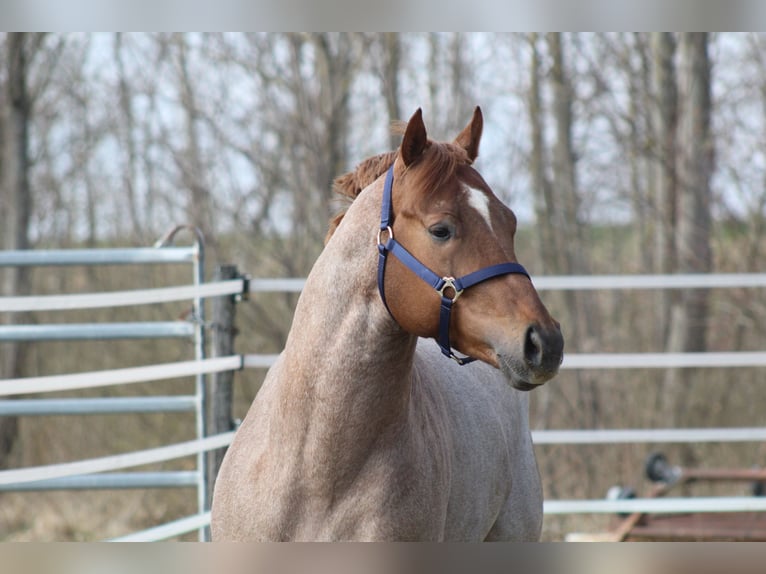 Quarter horse américain Étalon Poulain (02/2026)  in Pöttsching