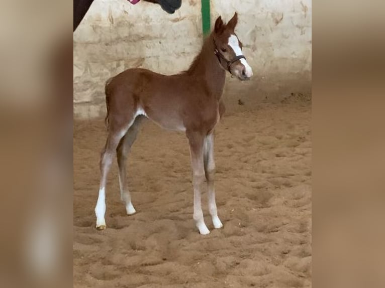 Quarter horse américain Étalon Poulain (02/2026)  in Pöttsching