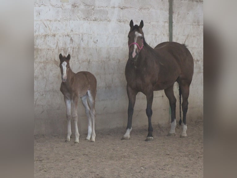 Quarter horse américain Étalon Poulain (02/2026)  in Pöttsching