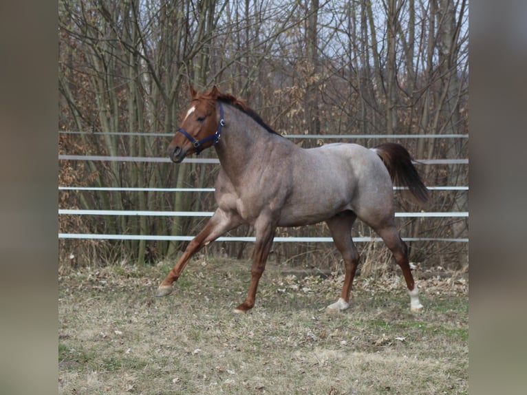 Quarter horse américain Étalon Poulain (02/2026)  in Pöttsching