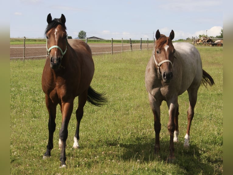 Quarter horse américain Étalon Poulain (02/2026)  in Pöttsching
