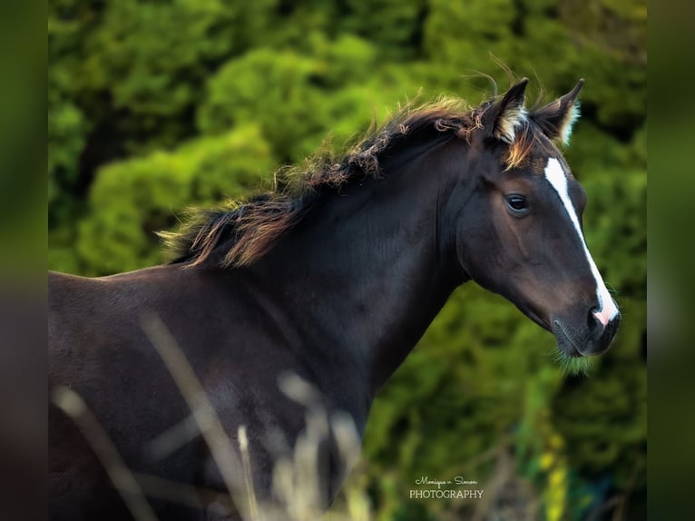 Quarter horse américain Étalon Poulain (03/2025) in K&#xF6;nigslutter am Elm