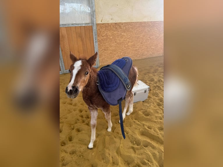 Quarter horse américain Étalon Poulain (01/2025) in Mooslargue