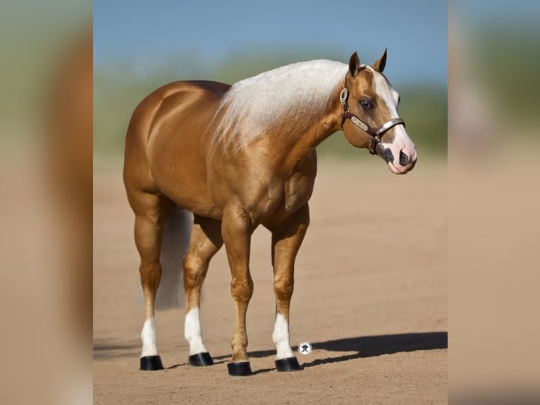 Quarter horse américain Étalon Poulain (01/2025) in Mooslargue
