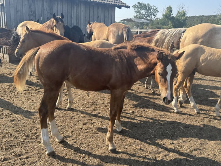 Quarter horse américain Étalon Poulain (01/2025) in Mooslargue