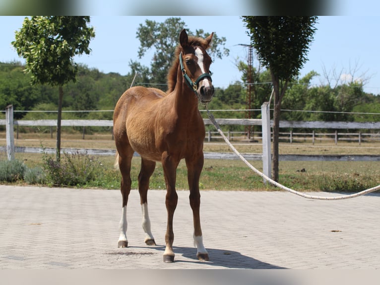 Quarter horse américain Étalon Poulain (01/2025) in Mooslargue