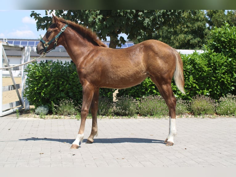 Quarter horse américain Étalon Poulain (01/2025) in Mooslargue