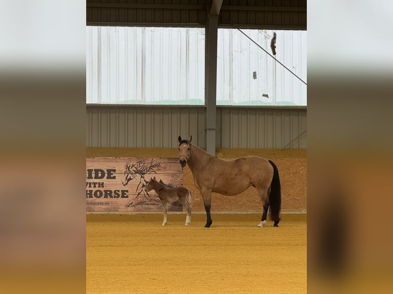 Quarter horse américain Étalon Poulain (01/2025) in Mooslargue